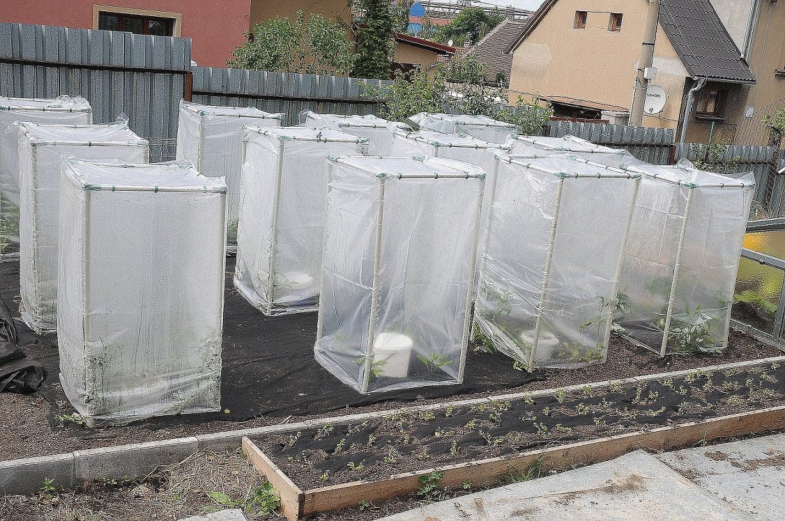 Klimatizační buňka pro pěstování nejen rajčat