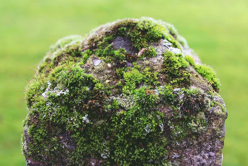 Rostliny vhodné mezi dlažební kostky se hodí i k osázení zídek a kamenů, pixabay.com