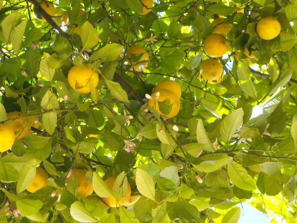 Citrusy dokáží kvést a plodit zároveň, flickr.com